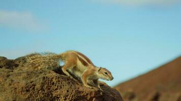 The chipmunk waves its paws, showing that it wants to eat video