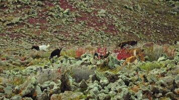 cabras caminar en el tierras altas, comer montaña césped. video