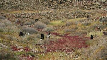 salvaje cabras pasto en el sierras, volcánico paisaje video