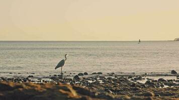 A stork stands on coastal rocks against the background of the sea. video