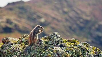 Chipmunk eating nuts against the backdrop of a mountain landscape video