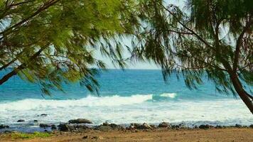 The leaves of the trees sway in the wind, the blue sea in the background. video