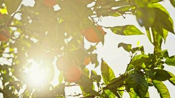 Mandarina árbol en el sol, mandarinas maduro. video