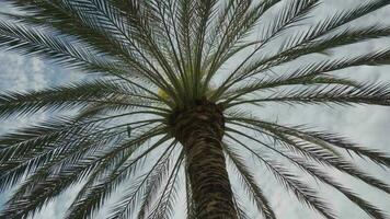 el corona de un palma árbol en contra el cielo, el viento se balancea palma hojas. video