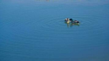 A serene lake with two ducks gracefully floating on its surface video