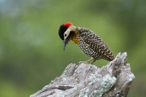 verde prohibido pájaro carpintero en bosque ambiente, la pampa provincia, Patagonia, argentina. foto