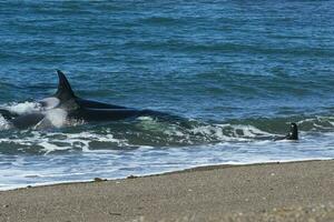 Orca hunting sea lions, Punta Norte Nature reserve, Peninsula Valdes, Patagonia Argentina photo