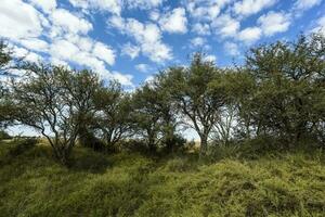 Calden forest landscape, La Pampa province, Patagonia, Argentina. photo