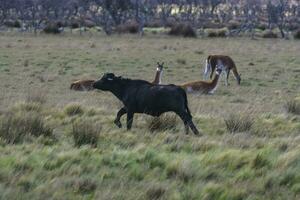 Water buffalo, Bubalus bubalis, species introduced in Argentina, La Pampa province, Patagonia. photo