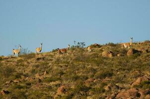 Guanacos in Lihue Calel National Park, La Pampa, Patagonia, Argentina. photo