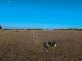 Steers fed with natural grass, Pampas, Argentina photo