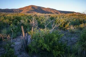 cactus en Lihue Calel nacional parque, la pampa, argentina foto