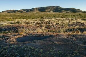 Creosote bush, Lihue Calel National Park, La Pampa, Argentina photo