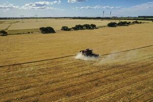 trigo cosecha en el argentino campo, la pampa provincia, Patagonia, argentina. foto