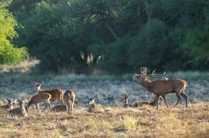 Red deer, Male roaring in La Pampa, Argentina, Parque Luro, Nature Reserve photo