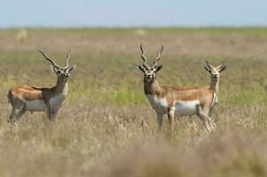 Blackbuck Antelope in Pampas plain environment, La Pampa province, Argentina photo