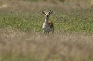 Blackbuck Antelope in Pampas plain environment, La Pampa province, Argentina photo