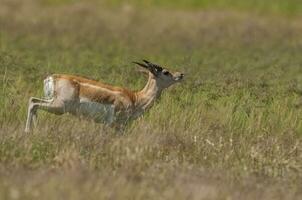 Blackbuck Antelope in Pampas plain environment, La Pampa province, Argentina photo