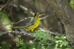 Yellow Cardinal, Gubernatrix cristata, Endangered species in La Pampa, Argentina photo