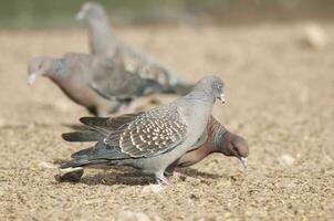 Spot winged Pigeon walking on the ground, La Pampa Province, Patagonia, Argentina. photo