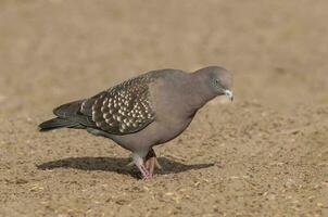 Spot winged Pigeon walking on the ground, La Pampa Province, Patagonia, Argentina. photo