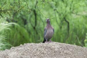 Picazuro Pigeon, La Pampa province , Argentina. photo