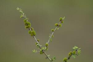 Plant in semi desertic environment, Calden forest, La Pampa Argentina photo