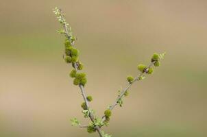 Plant in semi desertic environment, Calden forest, La Pampa Argentina photo