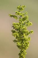 Plant in semi desertic environment, Calden forest, La Pampa Argentina photo