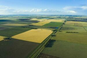 Wheat field ready to harvest, in the Pampas plain, La Pampa, Argentina. photo