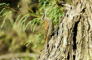 Narrow billed Woodcreeper, Lepidocolaptes angustirostris, La Pampa, Argentina photo