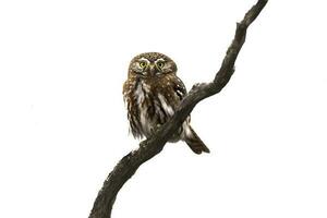 Ferruginous Pygmy owl, Glaucidium brasilianum, Calden forest, La Pampa Province, Patagonia, Argentina. photo