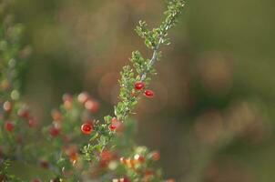 Piquillin, endemic wild fruits in the Pampas forest, Patagonia, Argentina photo