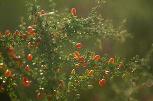 piquilín, endémico salvaje frutas en el pampa bosque, Patagonia, argentina foto