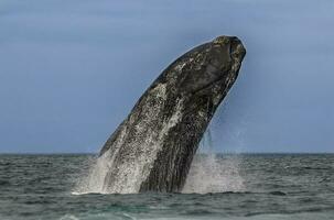 Whale jump, Peninsula Valdes, Patagonia Argentina photo