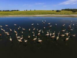 Flamingos in patagonia , Aerial View photo