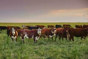 vacas levantamiento con natural pastos en pampa campo, la pampa provincia, patagonia, argentina. foto