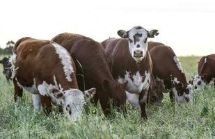 Cattle in the Pampas Countryside, Argentine meat production, La Pampa, Argentina. photo