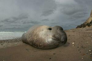 Elephant seal, Peninsula Valdes, Unesco World Heritage Site, Patagonia, Argentina photo