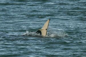 Orca attacking sea lions, Patagonia Argentina photo