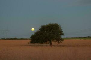 Pampas tree landscape, La Pampa province, Patagonia, Argentina. photo