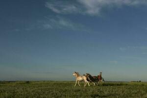 Horses in the Argentine coutryside, La Pampa province, Patagonia,  Argentina. photo