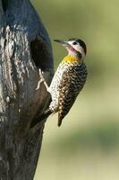 verde prohibido pájaro carpintero en bosque ambiente, la pampa provincia, Patagonia, argentina. foto