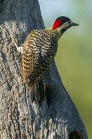 verde prohibido pájaro carpintero en bosque ambiente, la pampa provincia, Patagonia, argentina. foto