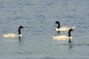 Black necked Swan swimming in a lagoon, La Pampa Province, Patagonia, Argentina. photo