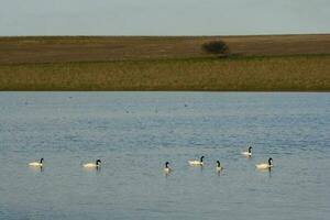 Black necked Swan swimming in a lagoon, La Pampa Province, Patagonia, Argentina. photo