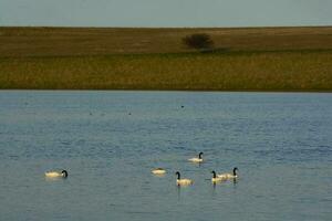 negro cuello cisne nadando en un laguna, la pampa provincia, Patagonia, argentina. foto