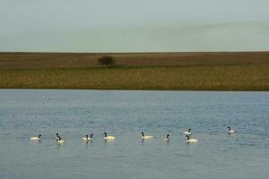 negro cuello cisne nadando en un laguna, la pampa provincia, Patagonia, argentina. foto