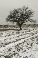 Snowy landscape in rural environment in La Pampa, Patagonia,  Argentina. photo