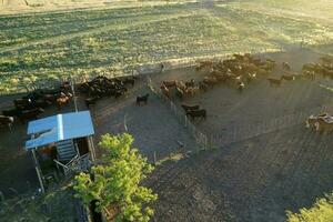 vacas levantamiento en pampa campo, la pampa provincia, argentina. foto